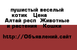 пушистый веселый котик › Цена ­ 100 - Алтай респ. Животные и растения » Кошки   